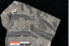 Foto (Detailansicht) von Thaumatopteris muensteri Goeppert (NHMW-GEO-2024-0188-10516)